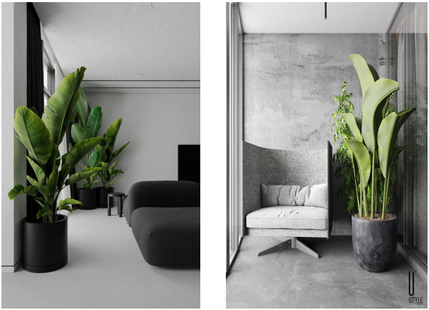 Importance of Plants in Interiors
