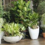 Thumbnail of http://Chic%20boho%20Caterham%20balcony%20corner%20with%20assorted%20potted%20plants%20in%20textured%20containers.