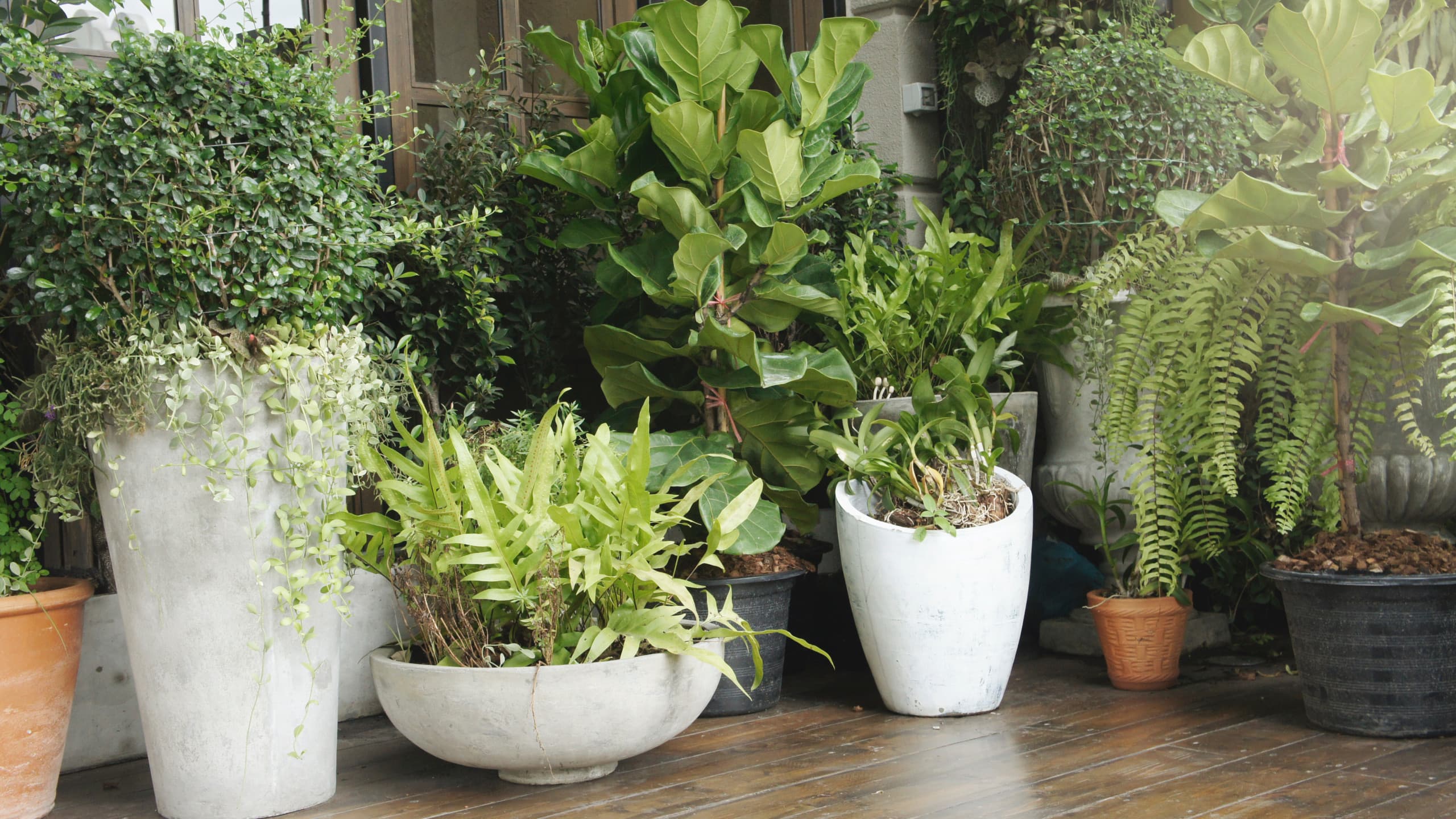 Chic boho Caterham balcony corner with assorted potted plants in textured containers.